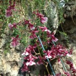 I love orchids and these smelled amazing!