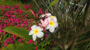 Plumeria growing