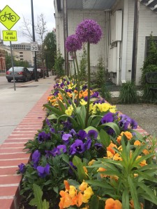 Garden in downtown Denver